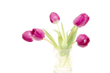 the fresh purple tulips isolated on white