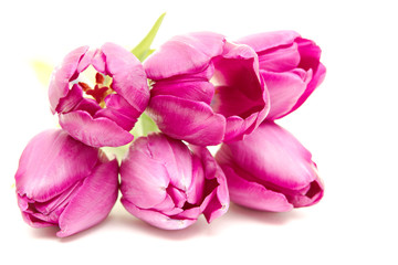 the fresh purple tulips isolated on white