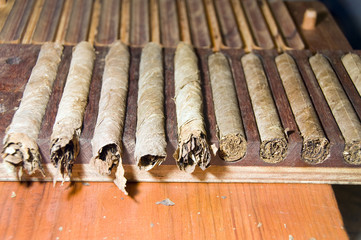 cigars fresh in a rack