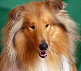 Dog  breed collie Red-head colour, portrait front