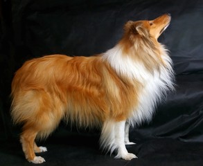 Red-head collie  on dark background