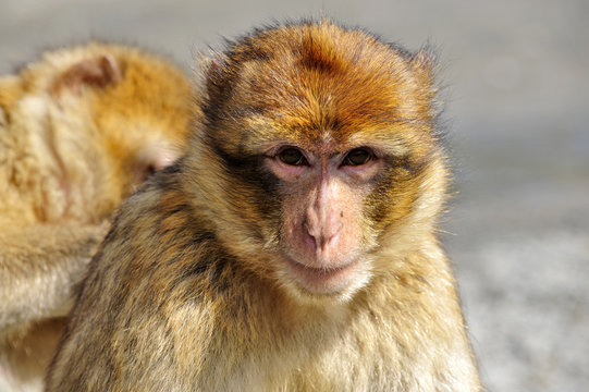 berberaffe