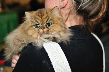 Chat Persan