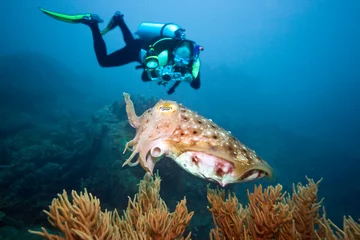 Afwasbaar Fotobehang Duiken Diver and cuttlefish