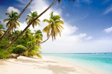 plage paradisiaque des caraïbes