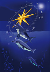 wind rose and dolphins
