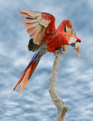 Ara macao sur un perchoir sur fond de ciel bleu nuageux © Christian Musat