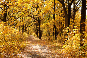Footpath among yellowed trees in autumnal park