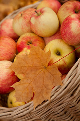 Wattled basket with apples among maple leaves