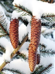 spruce branch