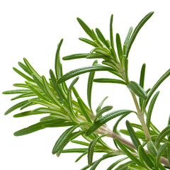 Romarin Rosmarinus officinalis, plante arômatique isolé blanc