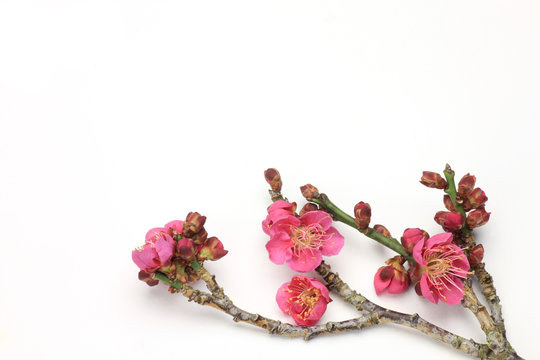 ume tree