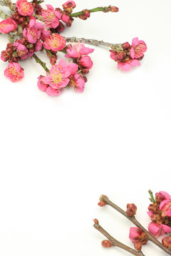ume tree