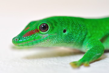 Tête de Gecko.