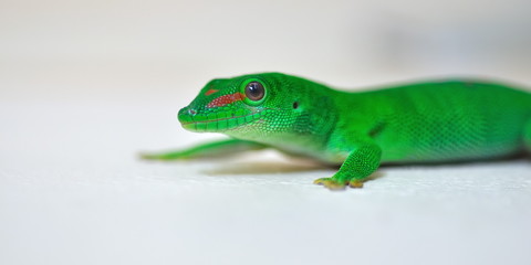 Gecko