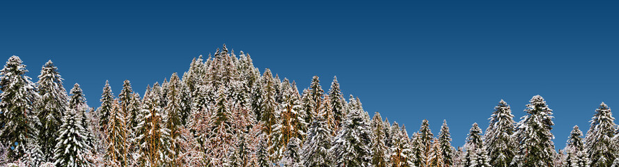 forêt de mélèzes enneigée par beau temps
