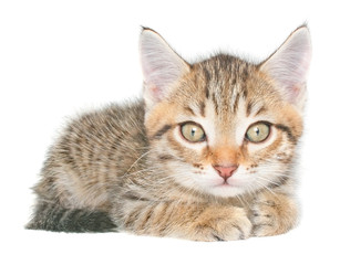 Fototapeta premium kitten