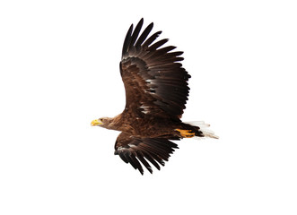 Flying golden eagle - 20081962