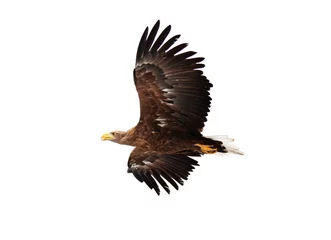 Washable wall murals Eagle Flying golden eagle