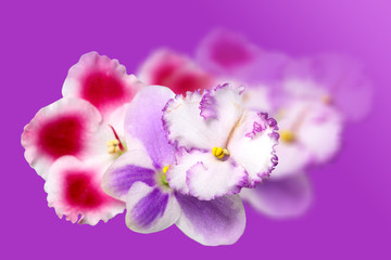 Naklejka premium Beautiful flowers Saintpaulia