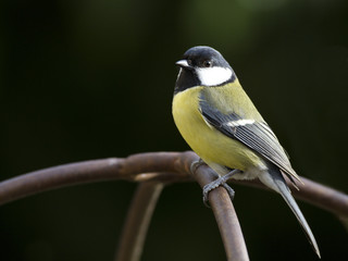 Obraz premium Mésange charbonnière (parus major)
