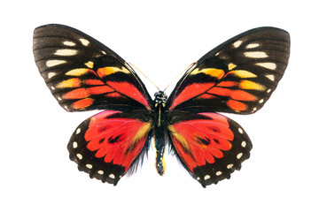 Butterfly series - Rare Beautiful Butterfly