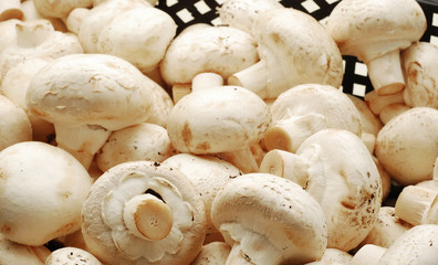 mushrooms background