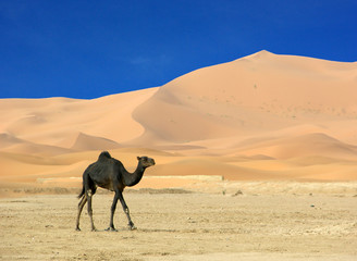 Fototapeta premium jeune dromadaire sauvage à la limite du désert de dunes du maroc