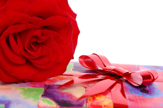 red rose