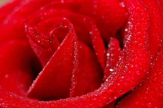 petals of red rose