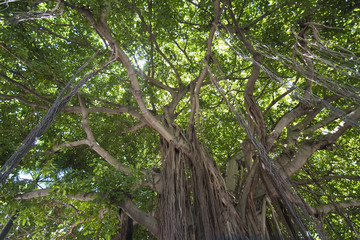 Obraz premium Park in Miami