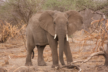 Elefant in der WIldnis