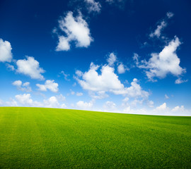 Obraz premium field of grass and perfect blue sky