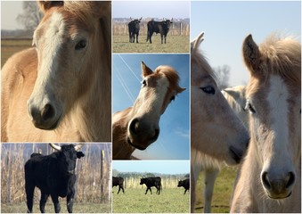 Chevaux et taureaux