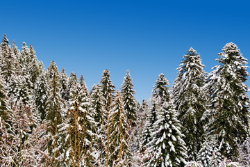 forêt de mélèzes enneigée par beau temps et ciel bleu