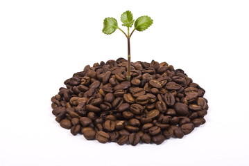 Coffee plant