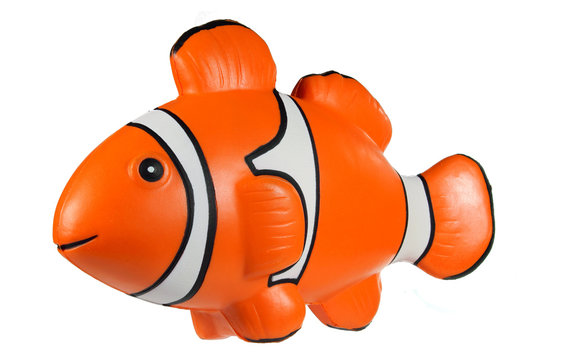 Oranger Clownfisch