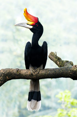 Hornbill bird on branch.