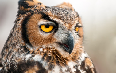 Owl Portrait