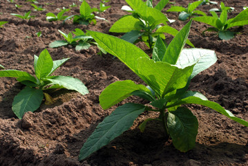 Tobacco plant