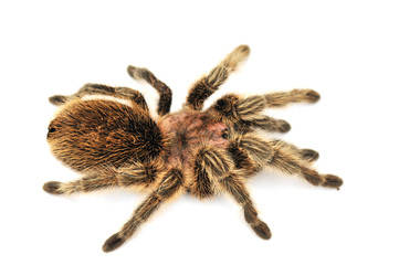 Big hairy tarantula on white background