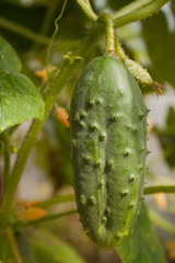 Cucumber