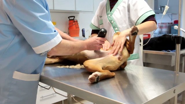 rasage canin pré-opératoire
