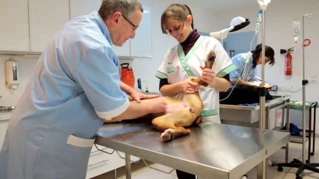 travail d'équipe dans la clinique vétérinaire