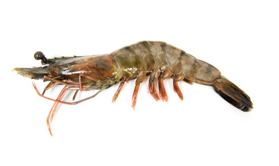 One raw shrimp over white background