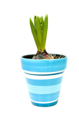Hyacinth flower in blue pot over white background