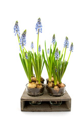 Muscari botryoides flowers over white background