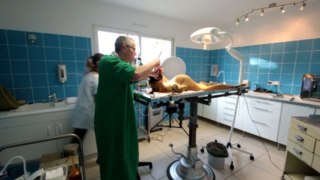 intubation d'un chien