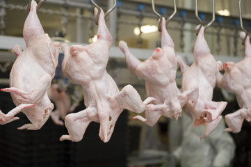 Production of white meat