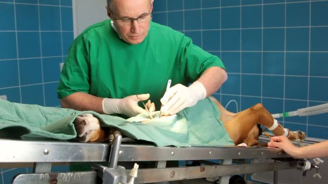 v&eacute;t&eacute;rinaire op&eacute;rant un boxer